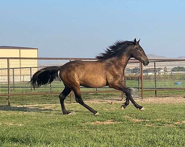 grey-flashy-natural-horsemanship-training-horse