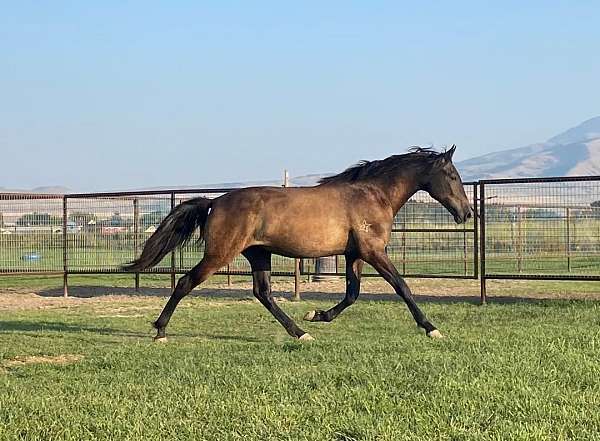 flashy-natural-horsemanship-training-gelding