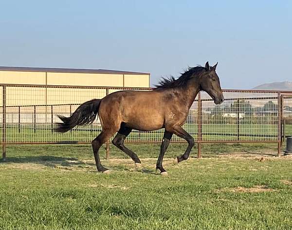 flashy-natural-horsemanship-training-horse