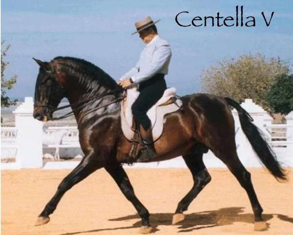 athletic-import-andalusian-horse