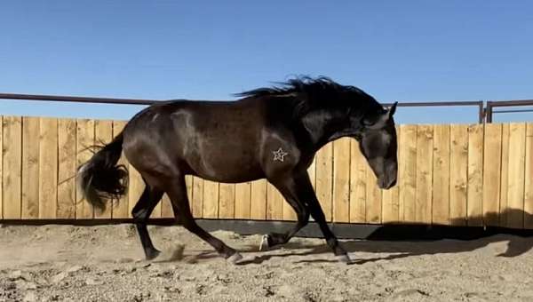 flashy-natural-horsemanship-training-andalusian-horse