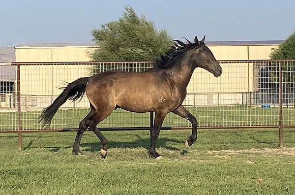 flashy-natural-horsemanship-training-horse