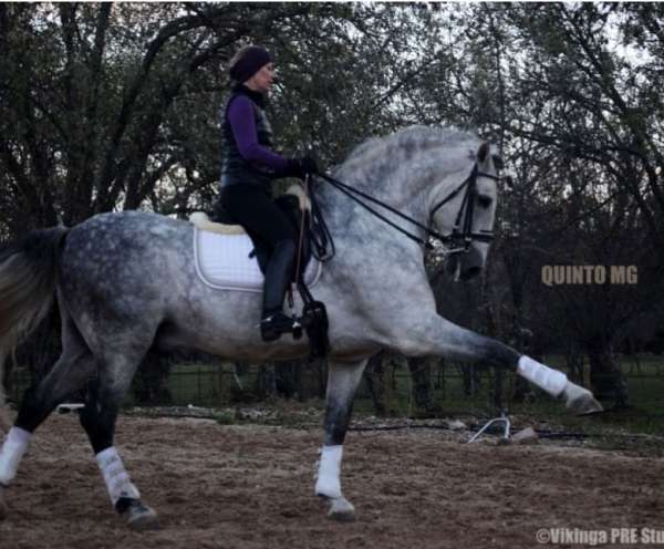 flashy-natural-horsemanship-training