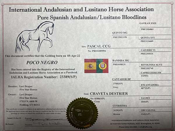 combined-andalusian-horse