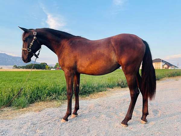 cowboy-dressage-filly