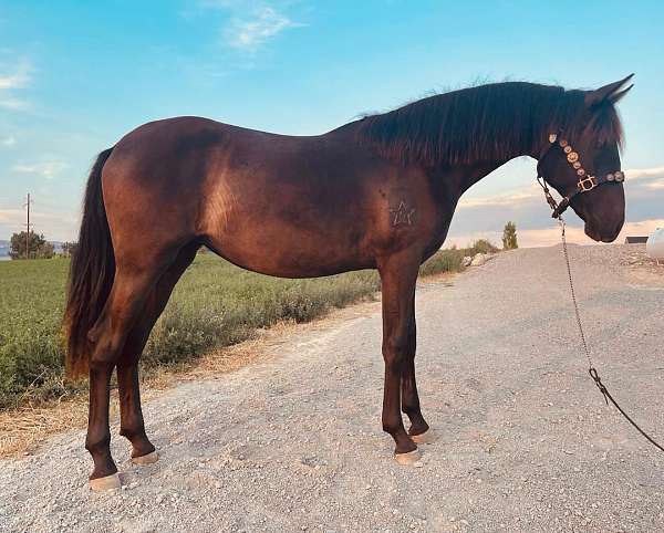 14-hand-lusitano-filly