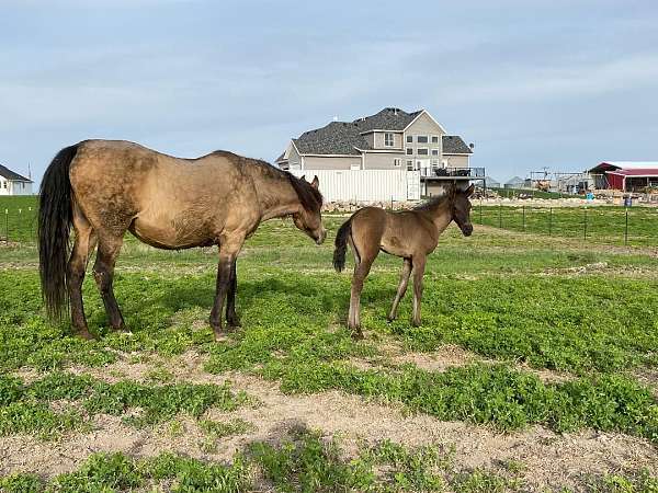 filly-lusitano-horse