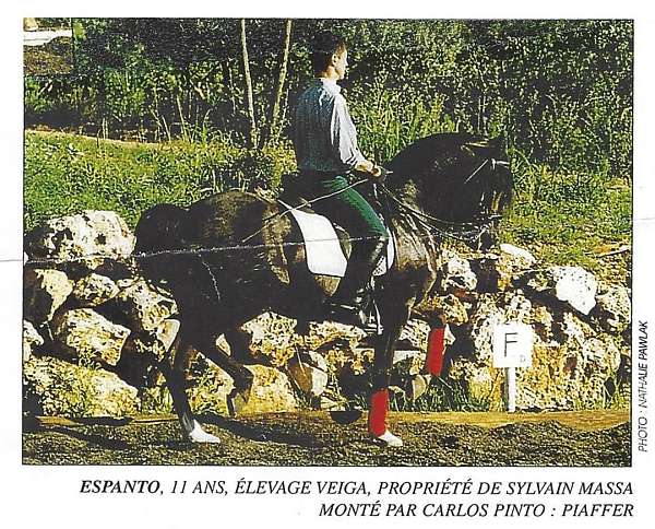 working-equitation-lusitano-horse