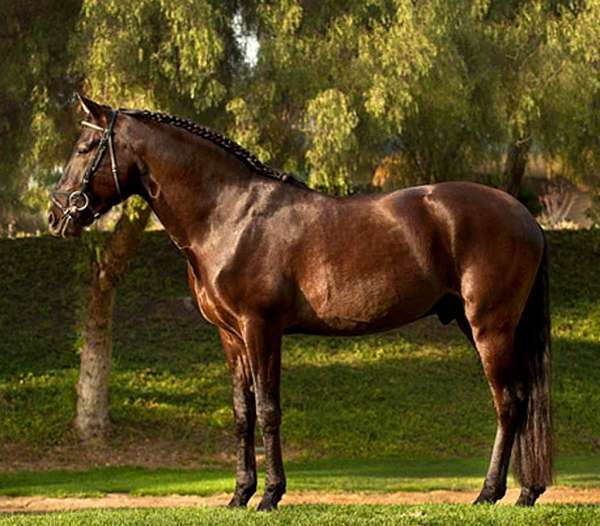 cowboy-dressage-lusitano-horse