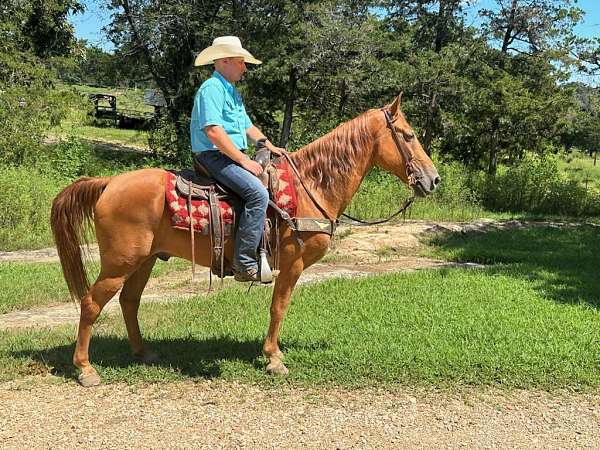 flashy-tennessee-walking-horse