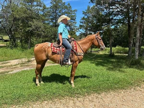 flashy-appaloosa-horse