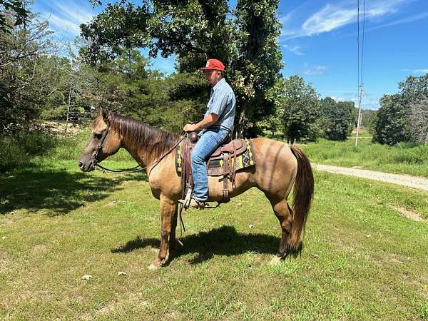 flashy-quarter-horse