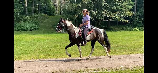 shoba-registration-tennessee-walking-horse