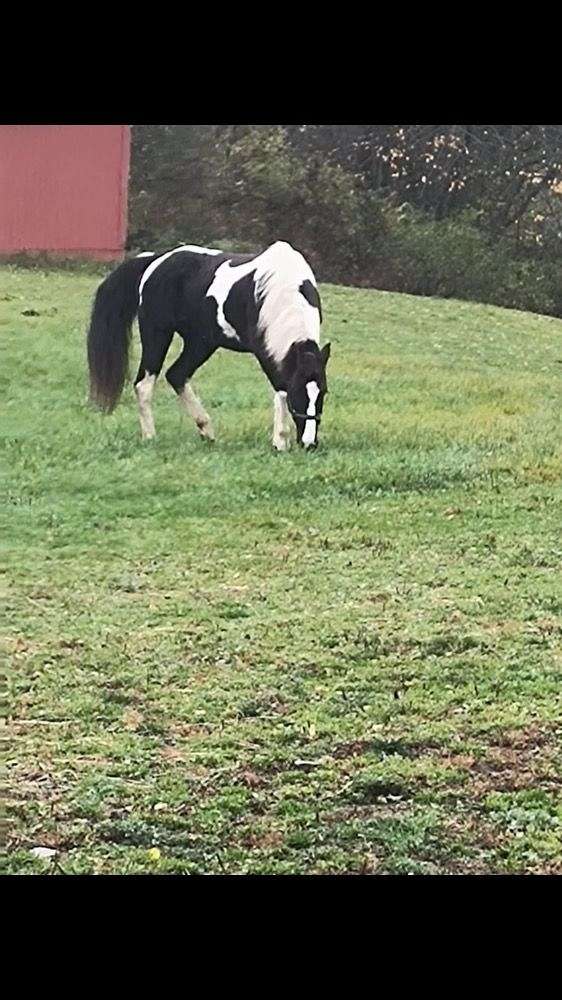 black-tobiano-horse