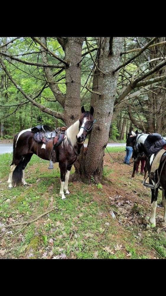 age-tennessee-walking-horse