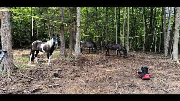 all-tennessee-walking-horse