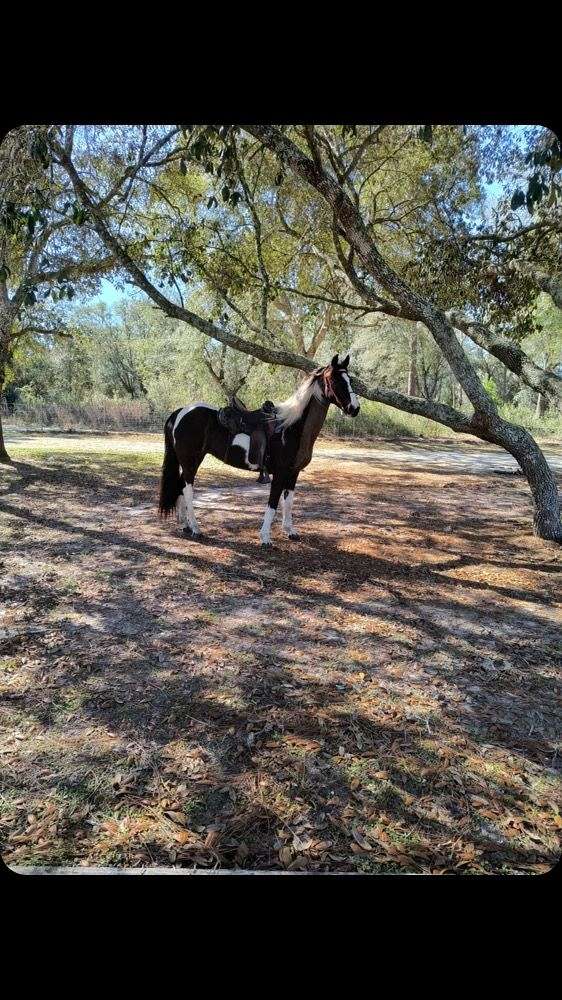 beginner-novice-tennessee-walking-horse