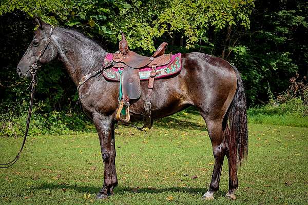 all-around-kentucky-mountain-horse