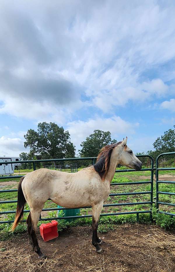 quarter-horse-filly