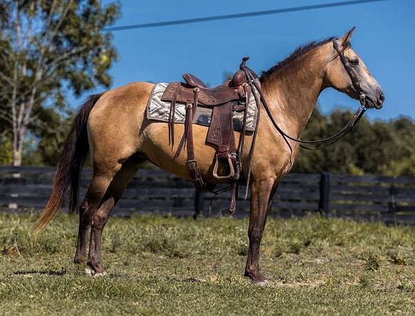 buckskin-none-horse