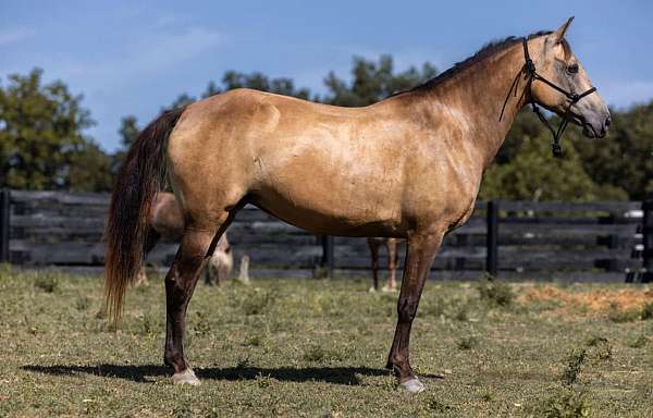 beginner-safe-tennessee-walking-horse