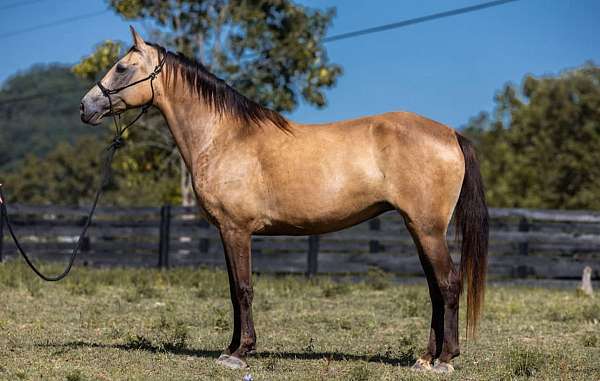 family-horse-tennessee-walking