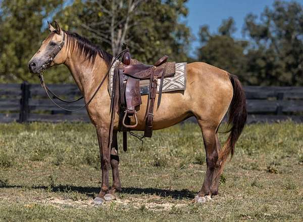 gaited-tennessee-walking-horse