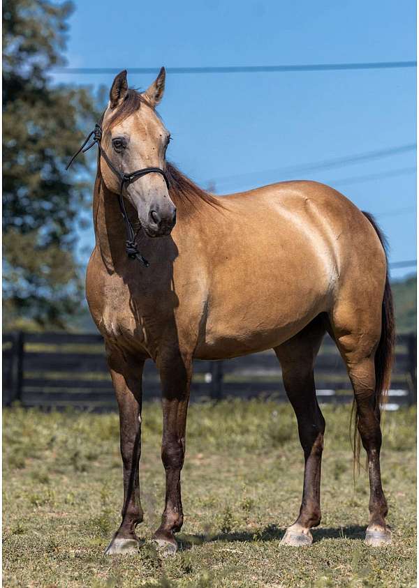 tennessee-walking-horse