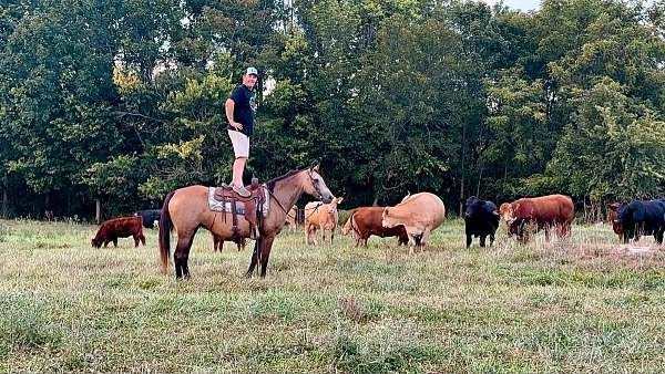 trail-tennessee-walking-horse