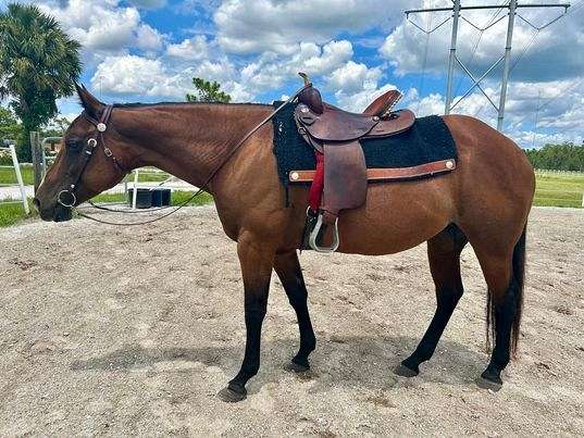 ranch-work-quarter-horse