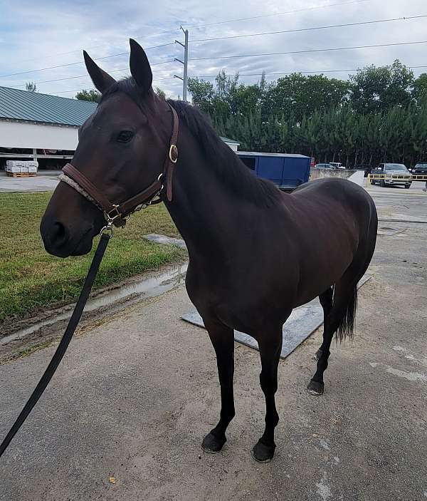 kid-safe-thoroughbred-horse