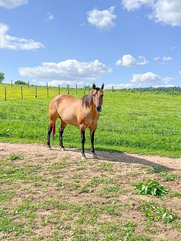 dun-w-blk-points-ridden-western-trail-riding-horse