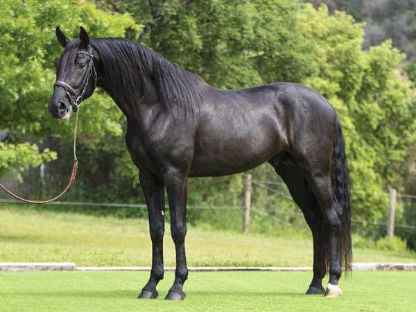 andalusian-horse