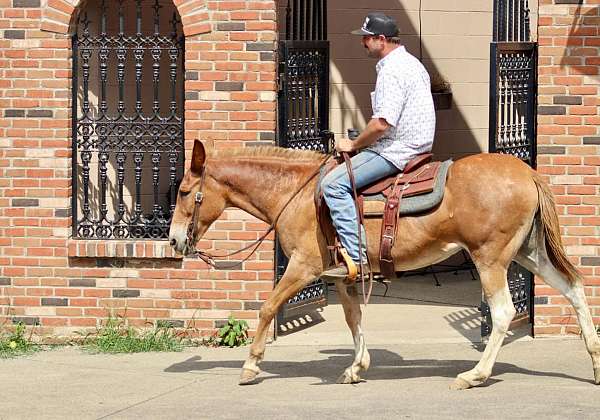 beginner-safe-quarter-horse