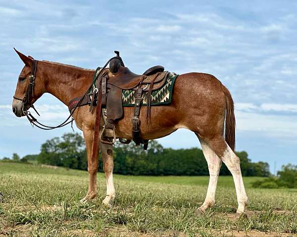 quarter-horse