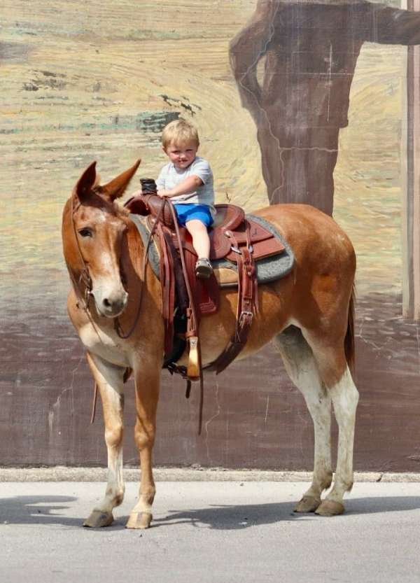 ranch-work-quarter-horse