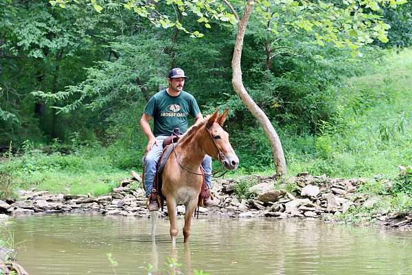 all-around-quarter-horse