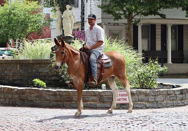 beginner-quarter-horse