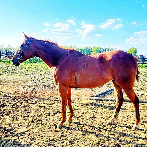 dressage-thoroughbred-horse