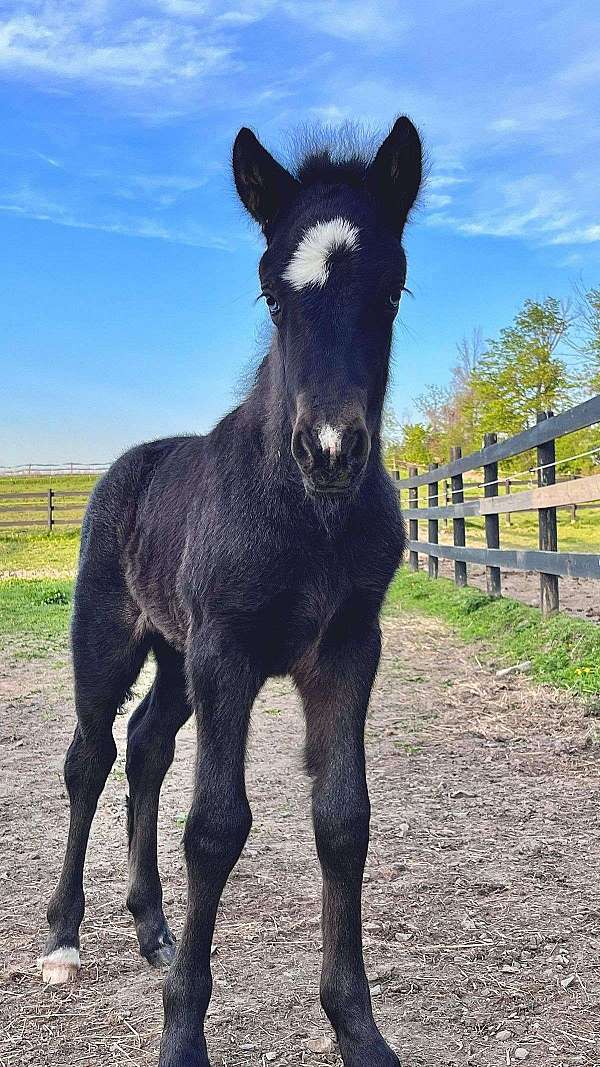 splash-icelandic-horse