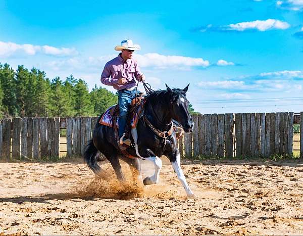 beginner-safe-quarter-horse