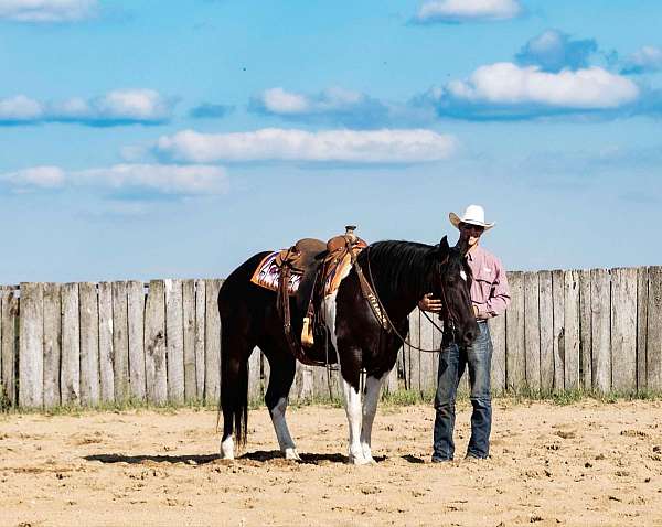 trail-quarter-horse