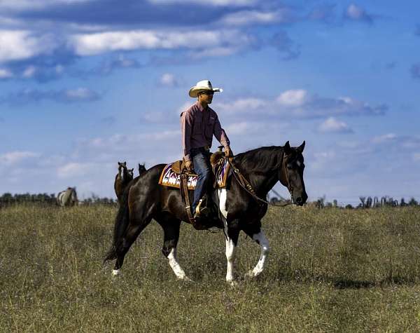 athletic-quarter-horse