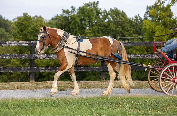 ranch-work-quarter-pony