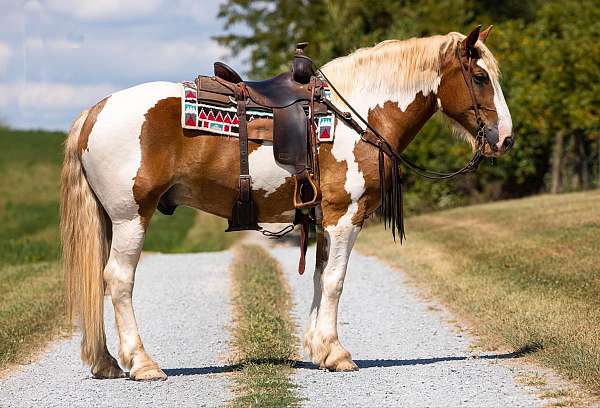 driving-quarter-pony