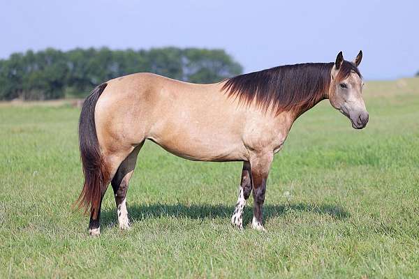 buckskin-star-horse