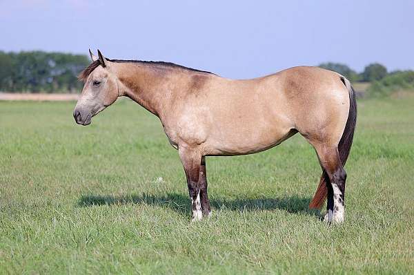 ranch-work-quarter-horse