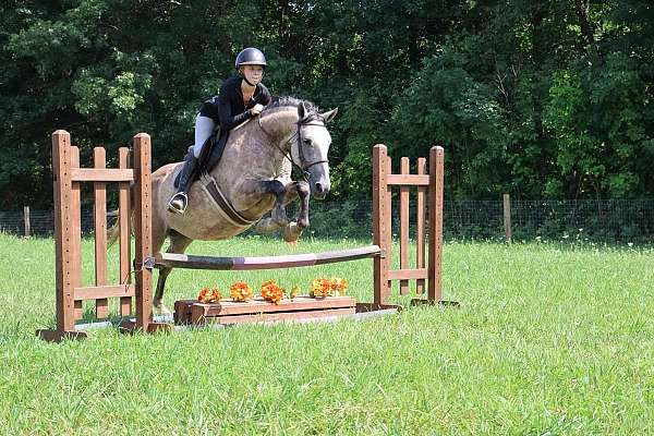 buckskin-sock-horse