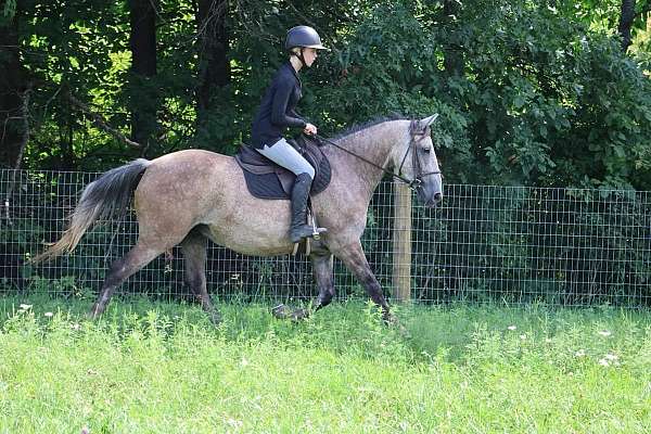 beginner-safe-quarter-horse