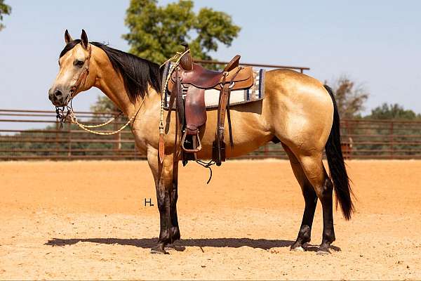 buckskin-tiger-stripes-horse